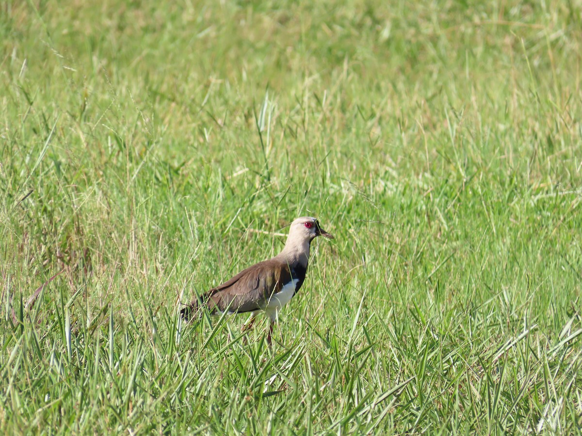 Southern Lapwing - ML615345338