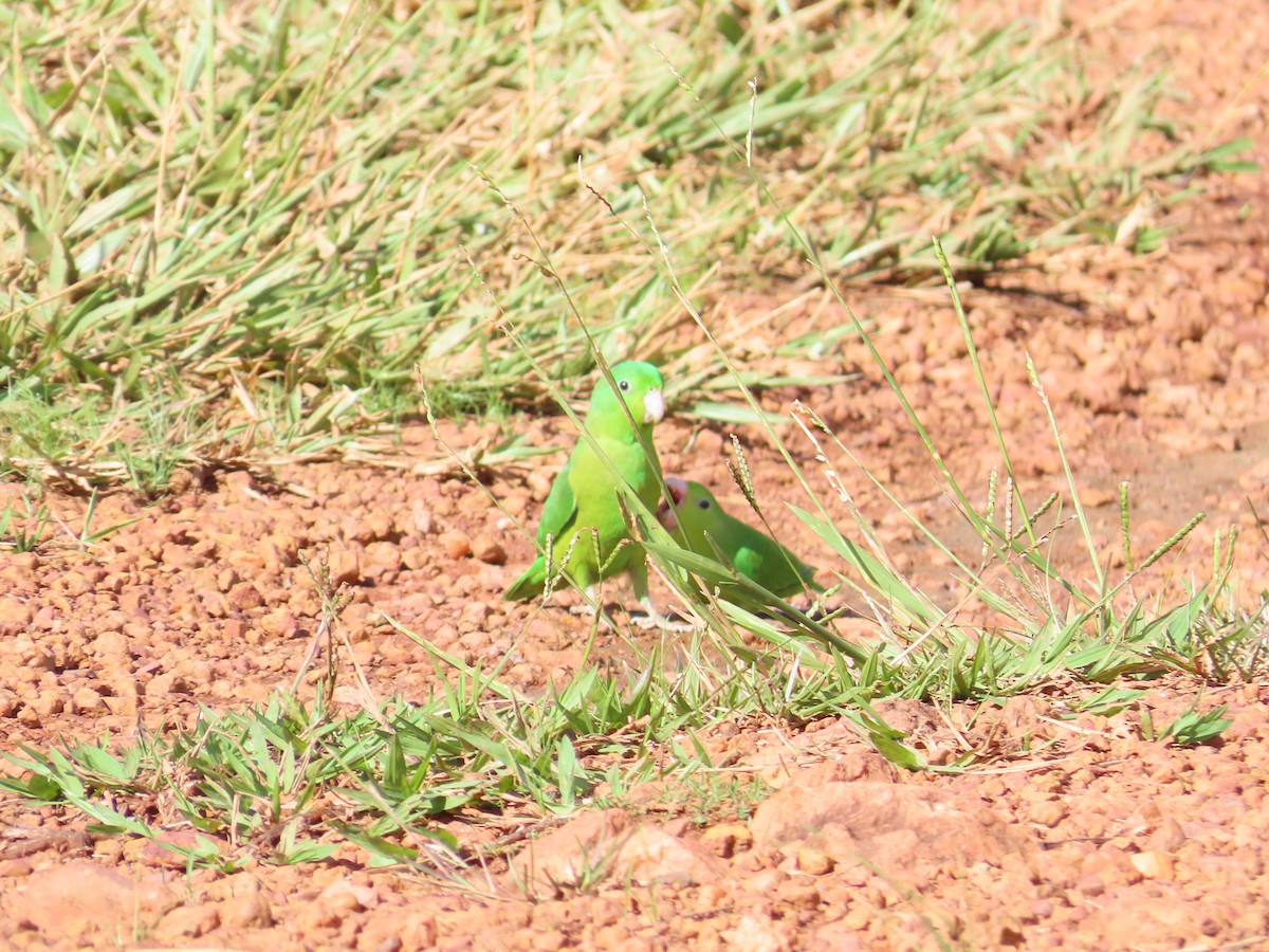 Cobalt-rumped Parrotlet - ML615345342