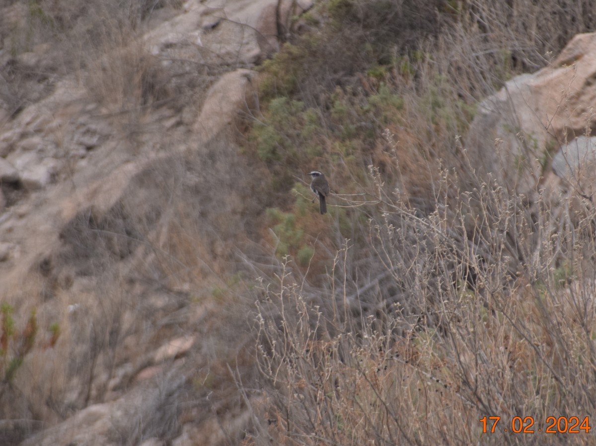 White-browed Chat-Tyrant - ML615345344