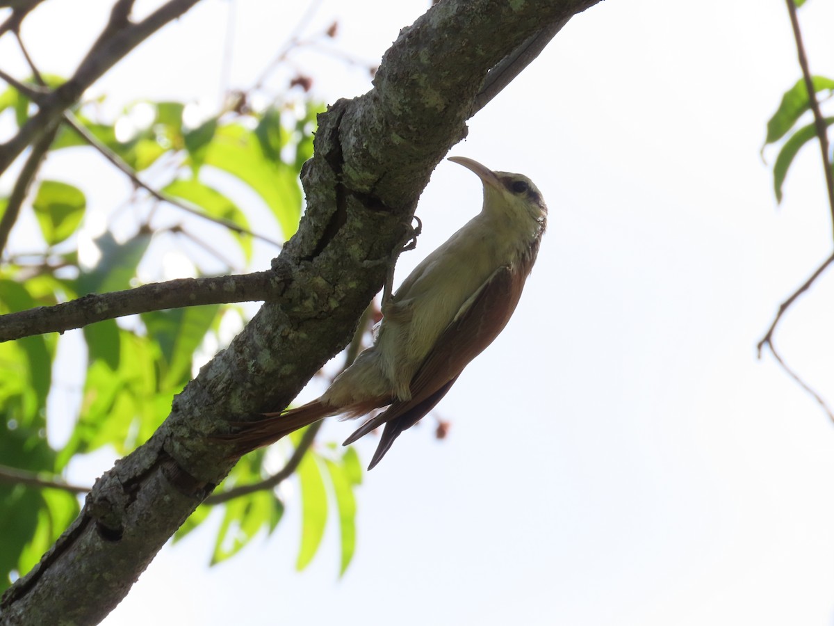 Narrow-billed Woodcreeper - ML615345345