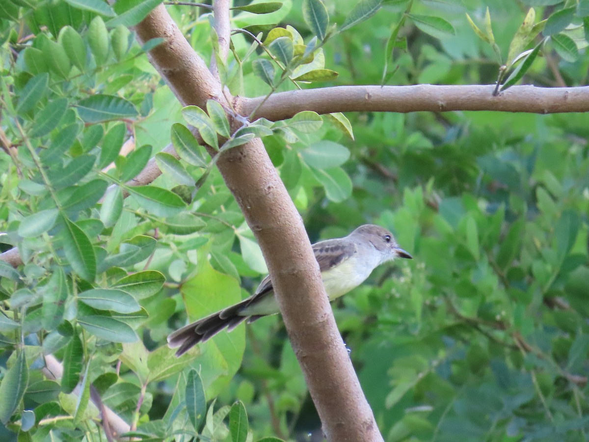 Short-crested Flycatcher - ML615345358