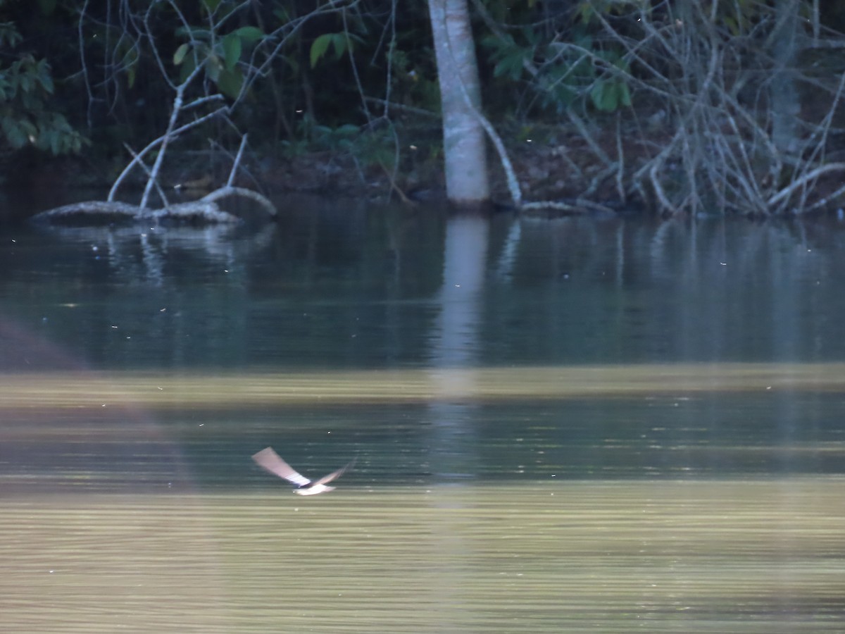 White-winged Swallow - ML615345360