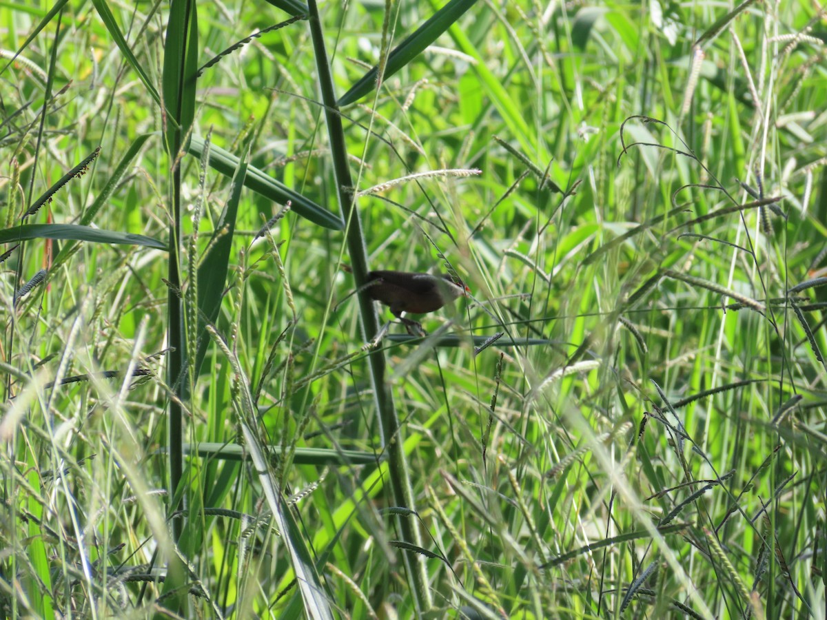 Common Waxbill - ML615345365