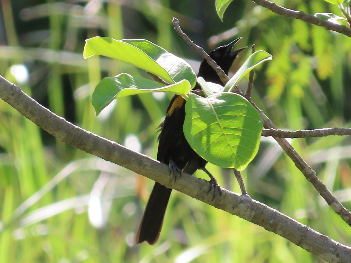 Variable Oriole - Daniel Ribeiro