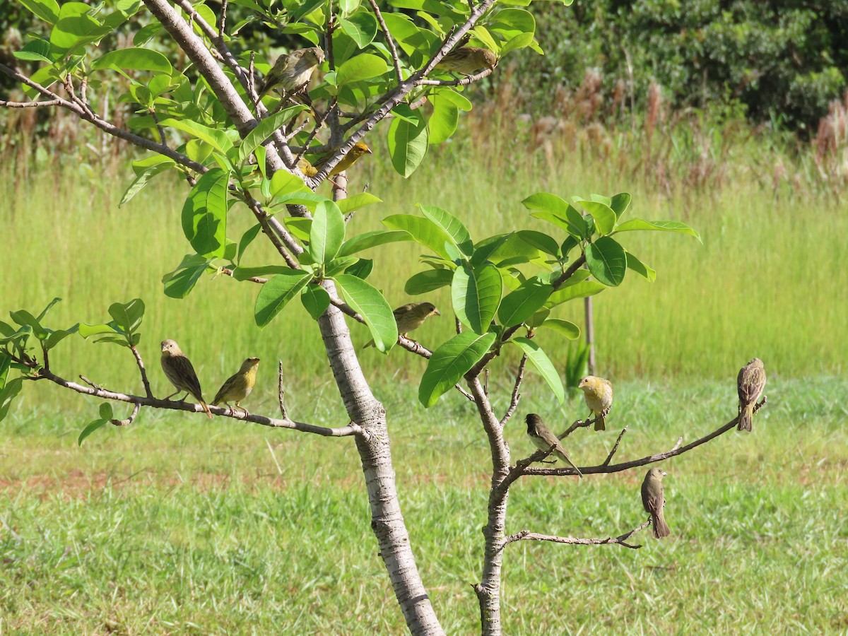 Saffron Finch - ML615345388