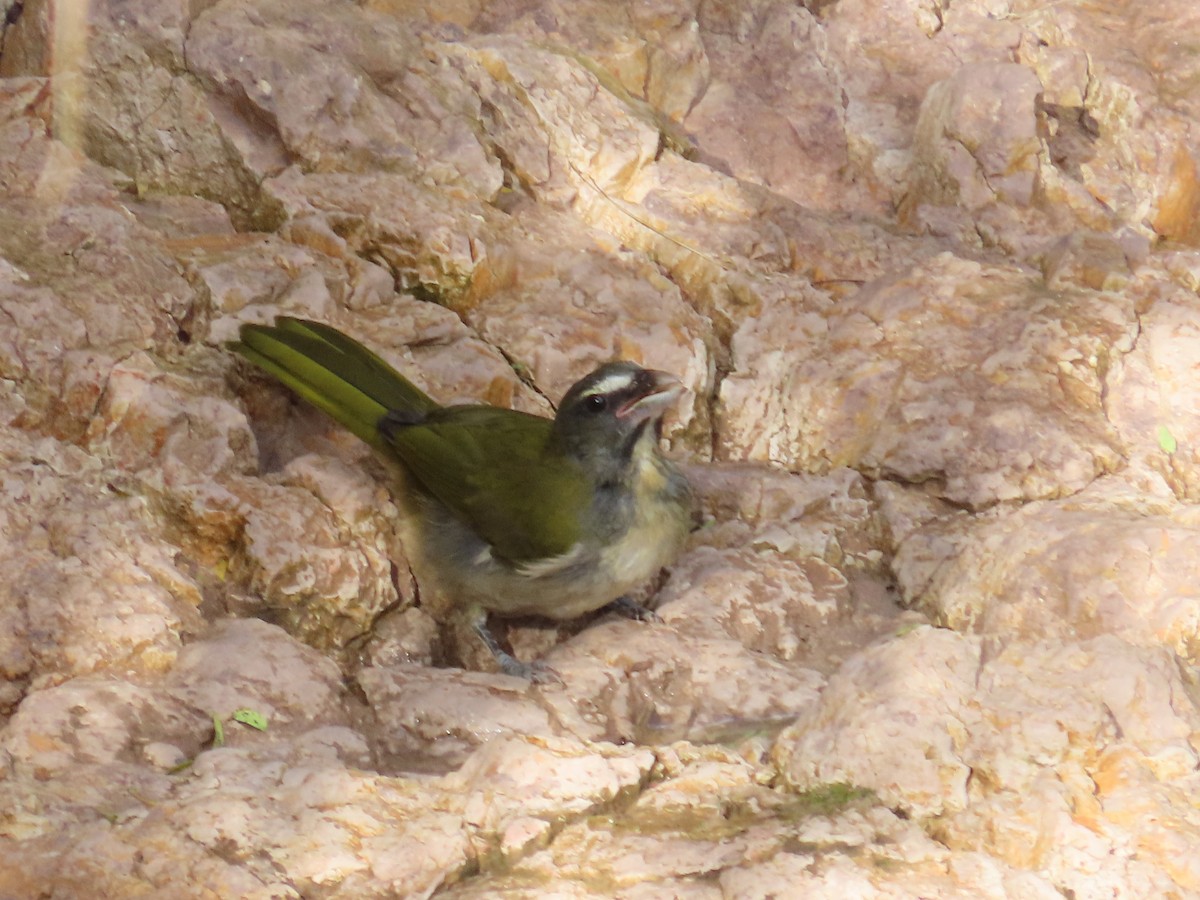 Buff-throated Saltator - ML615345402