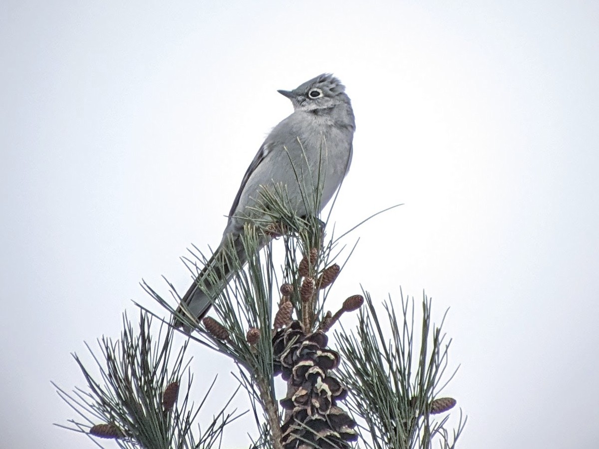 Townsend's Solitaire - ML615345416