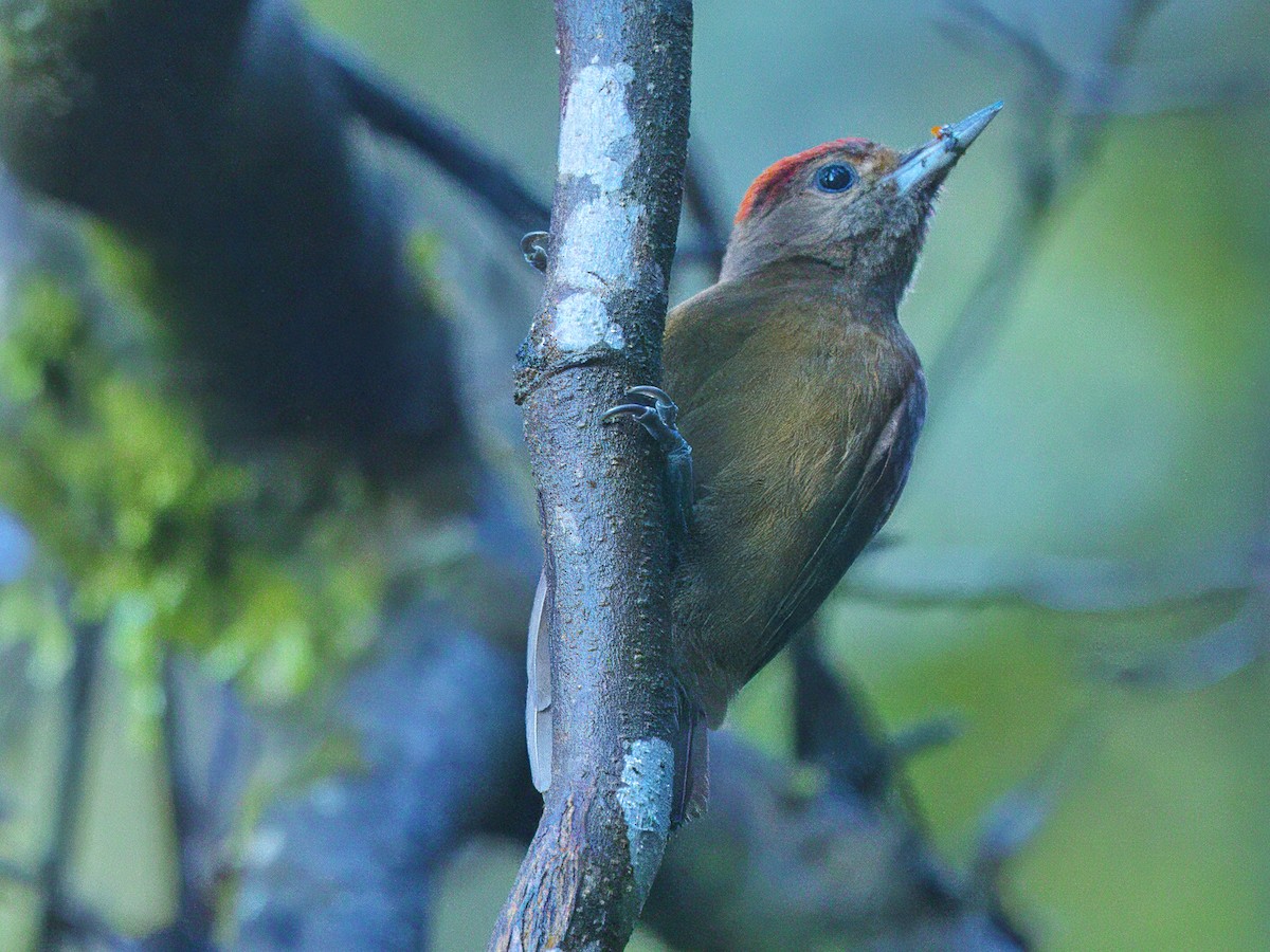 Smoky-brown Woodpecker - ML615345419