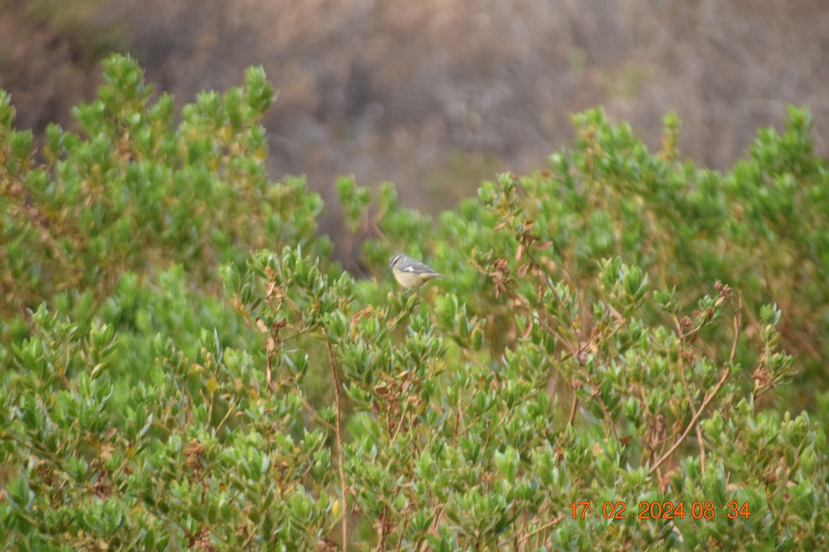 Cinereous Conebill - ML615345442