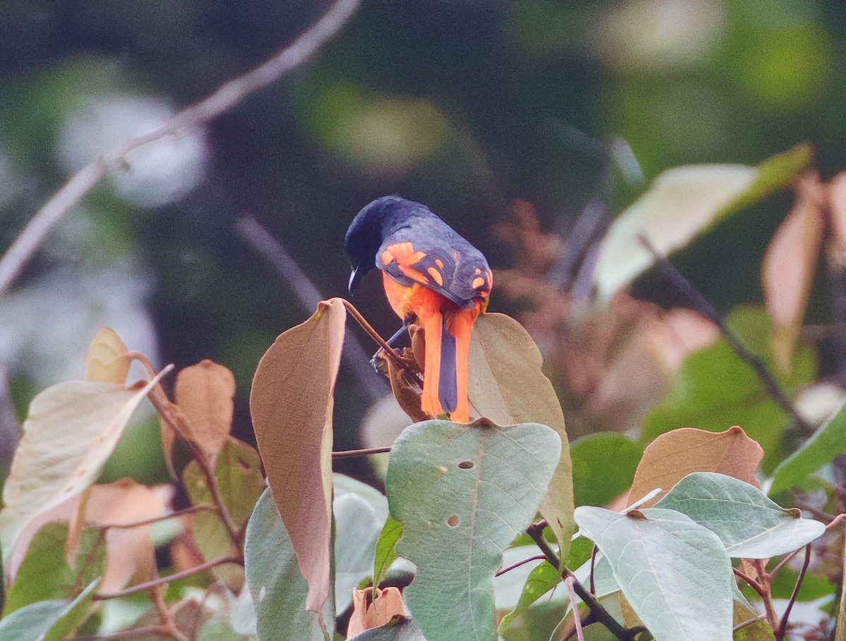 Minivet Escarlata (grupo escarlata) - ML615345500