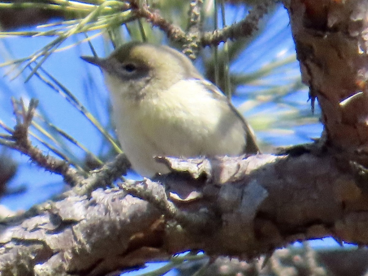 Pine Warbler - Angela Romanczuk