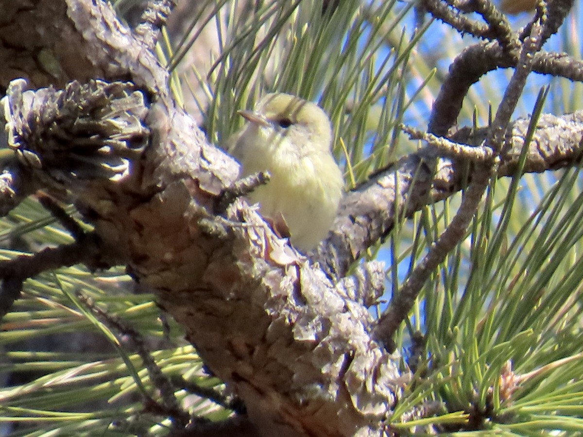 Pine Warbler - Angela Romanczuk