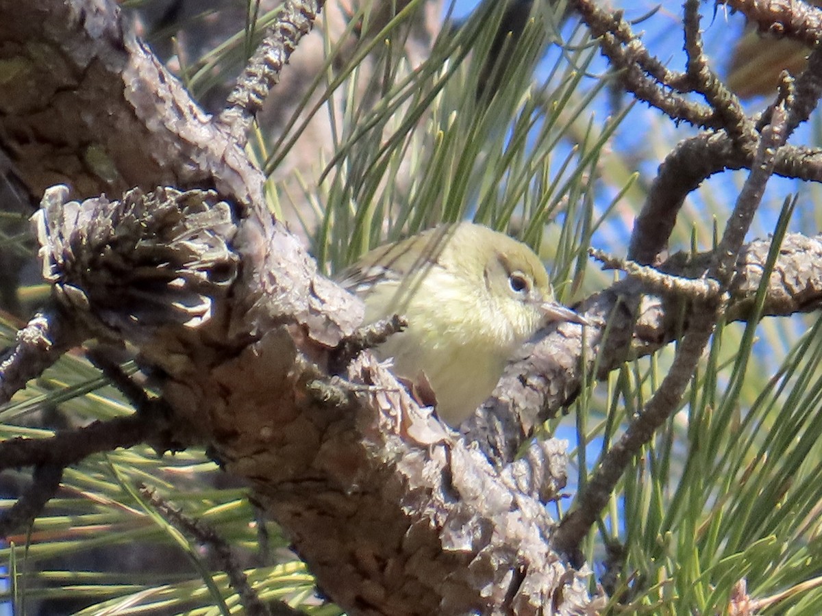 Pine Warbler - Angela Romanczuk