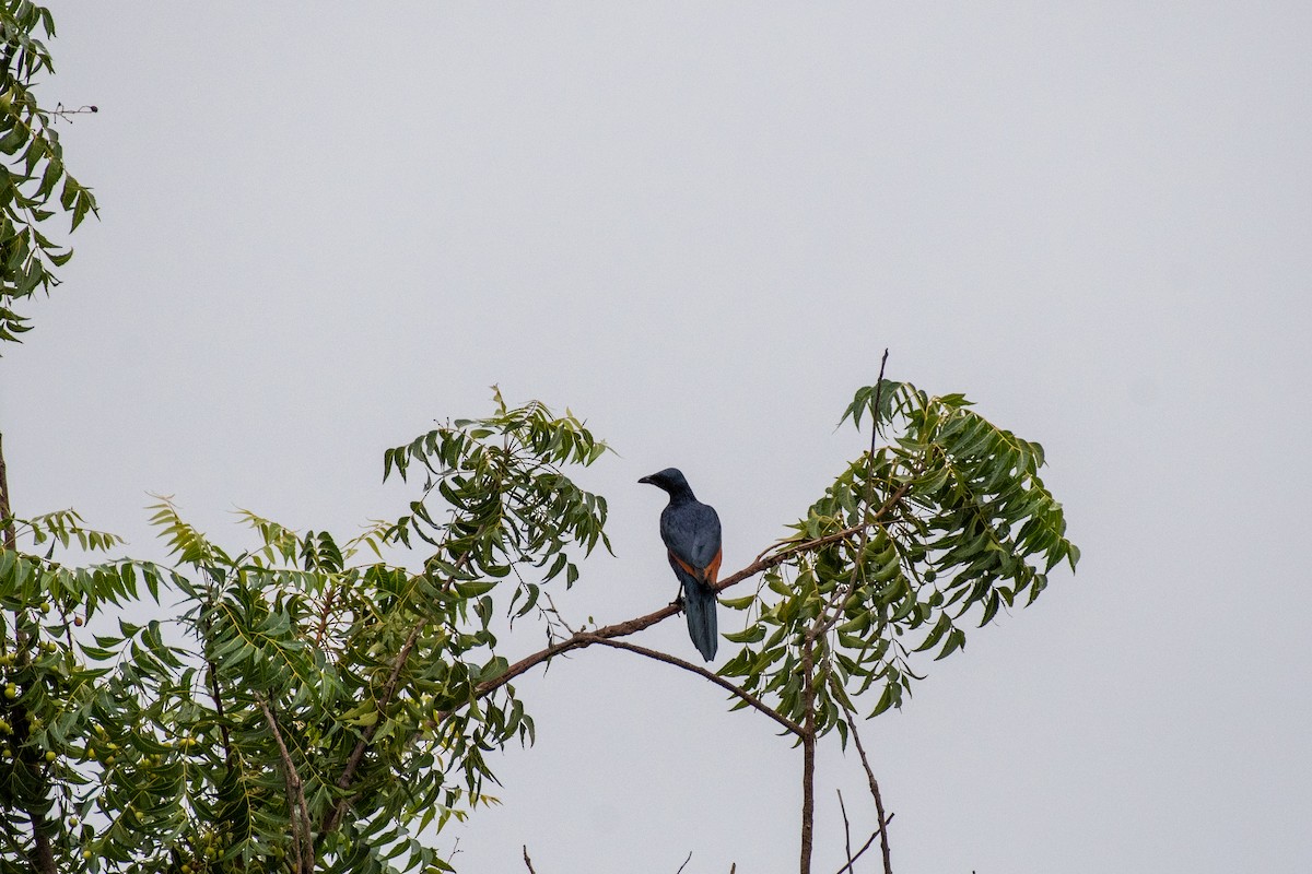Red-winged Starling - ML615345636