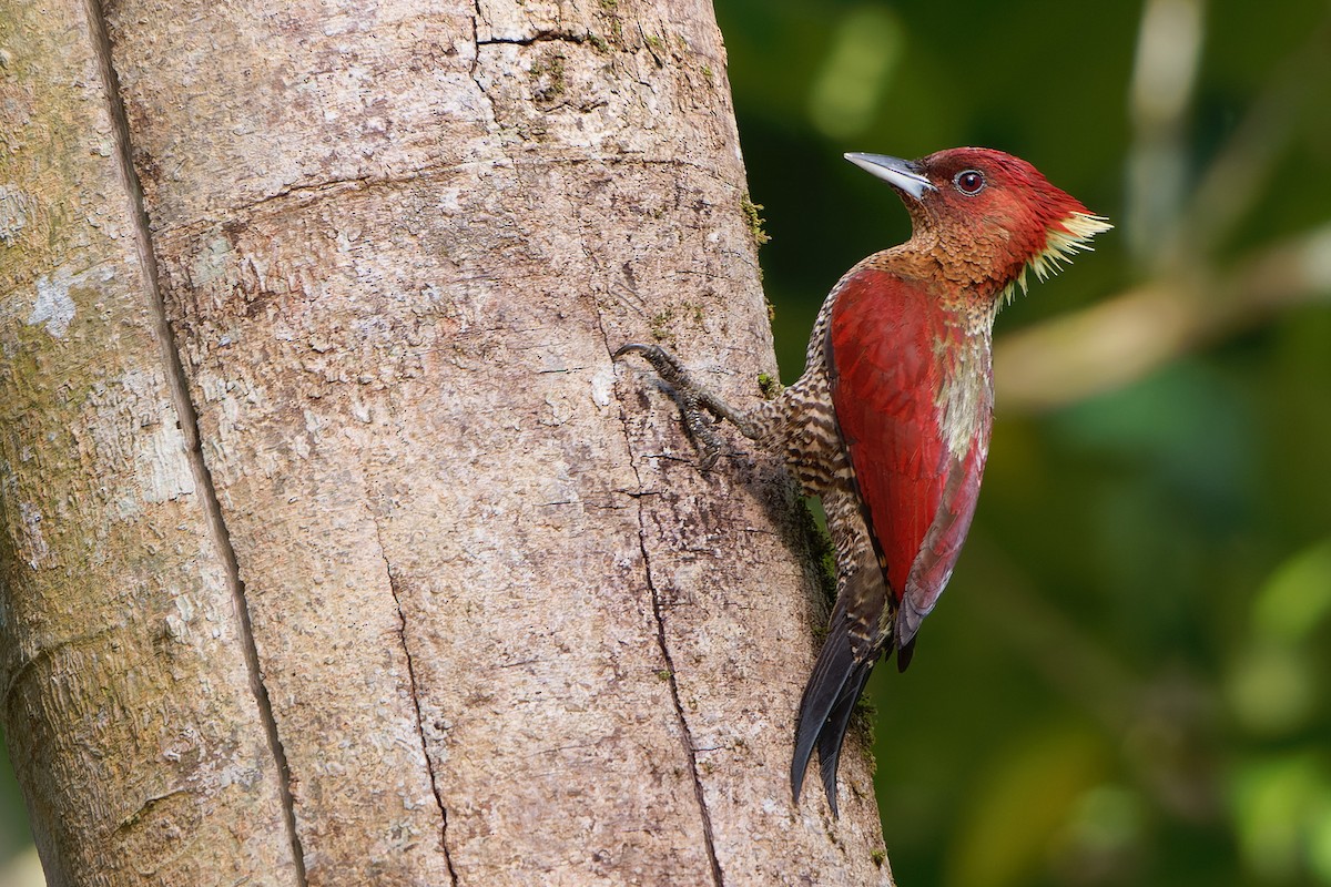 Banded Woodpecker - ML615345640