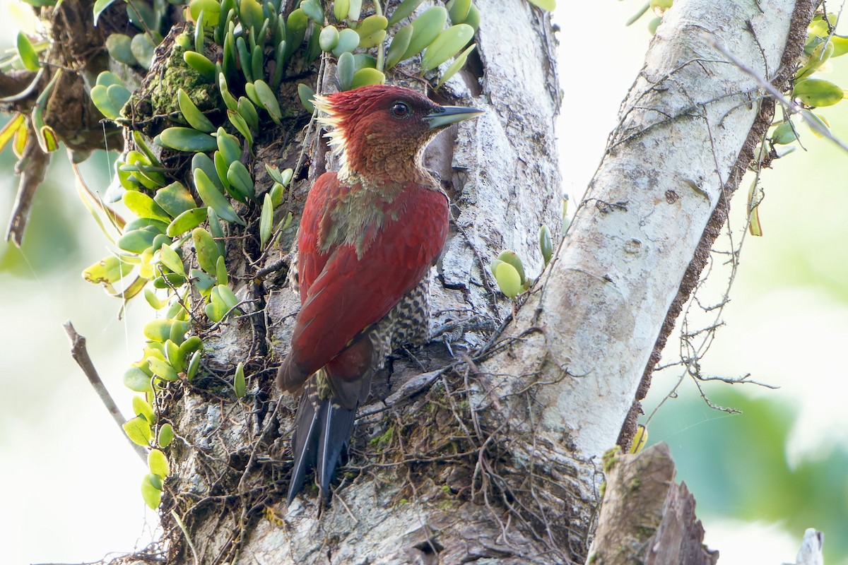 Banded Woodpecker - ML615345644