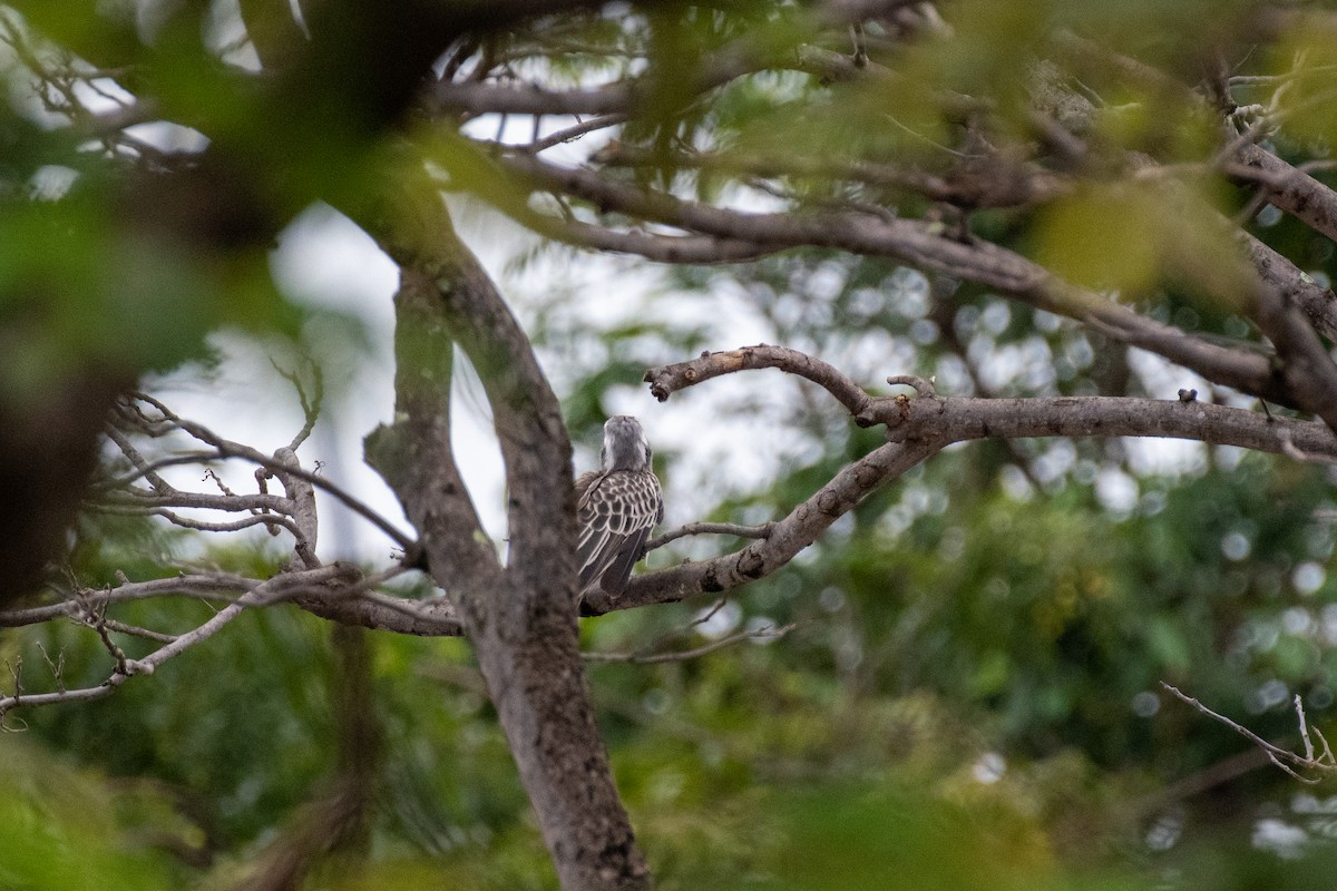 African Gray Hornbill - ML615345646