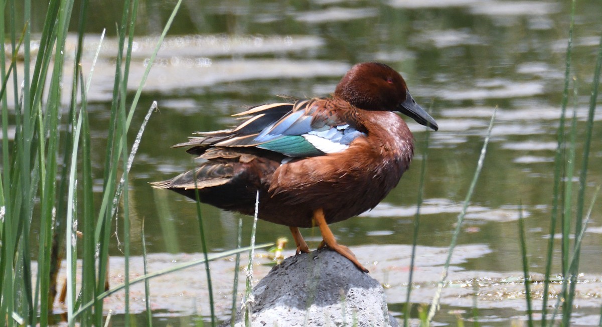 Cinnamon Teal - Alf forbes