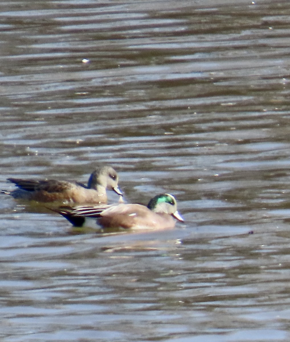 American Wigeon - ML615345712