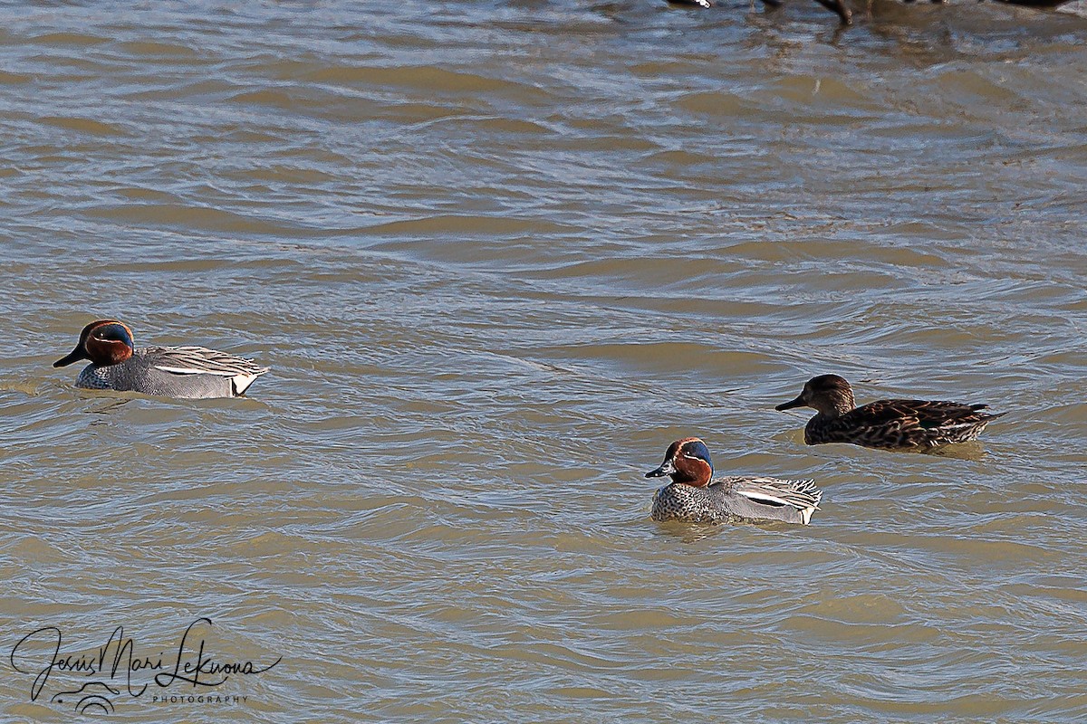 Green-winged Teal - Jesús Mari Lekuona Sánchez