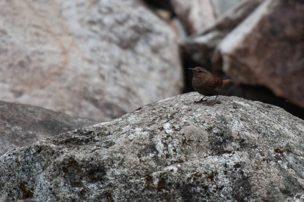 Eurasian Wren (Eurasian) - Robert Tizard