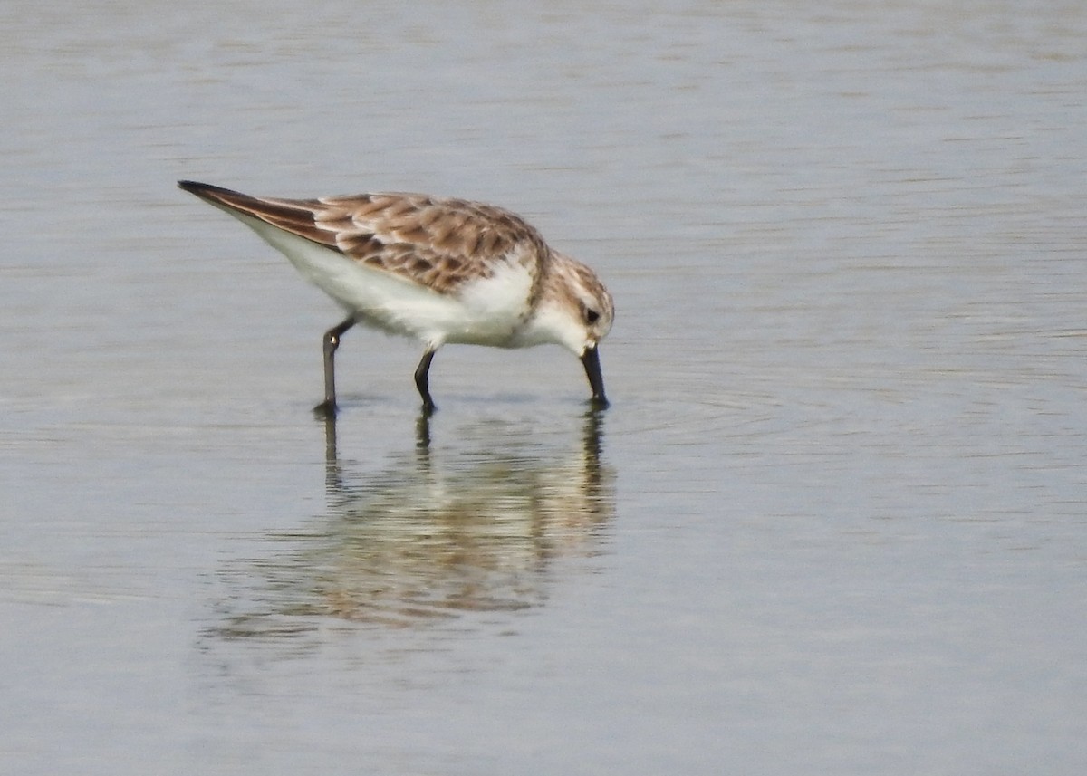 Red-necked Stint - ML615346120