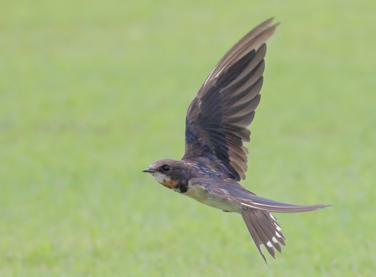 Barn Swallow - ML615346163