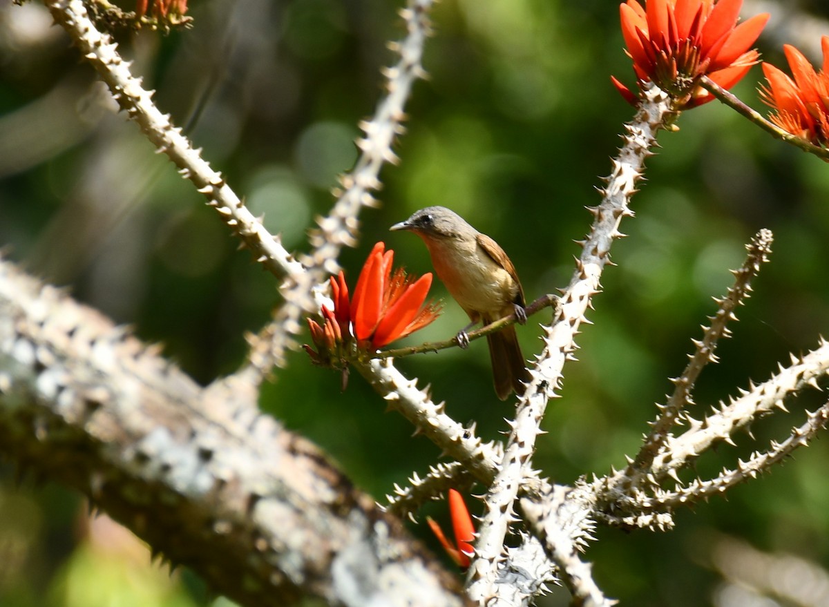 Brown-cheeked Fulvetta - ML615346180