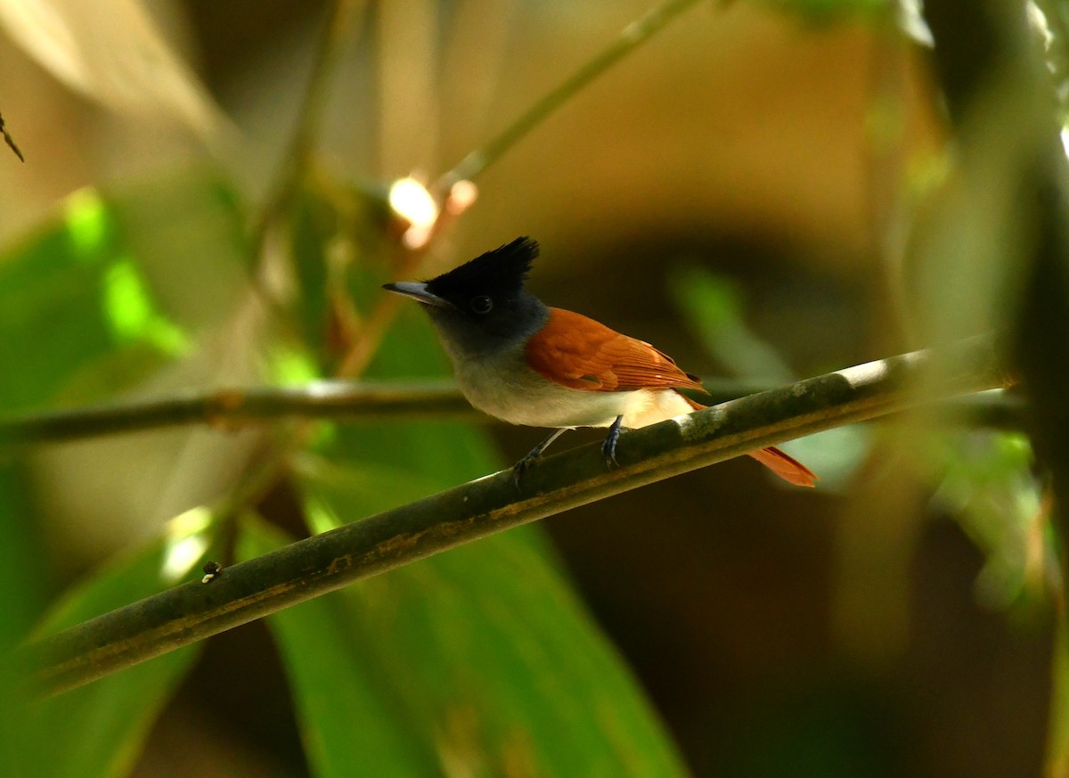 Indian Paradise-Flycatcher - ML615346227