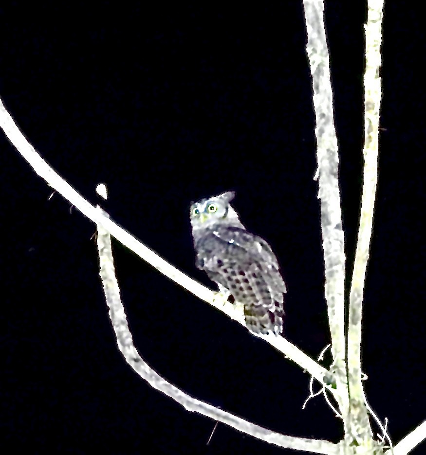 Akun Eagle-Owl - Sheryl Gracewski