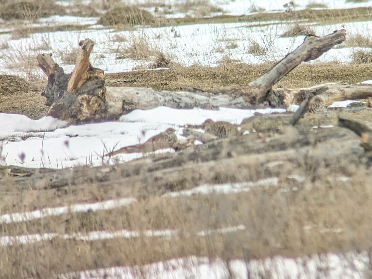 Sharp-tailed Grouse - ML615346286