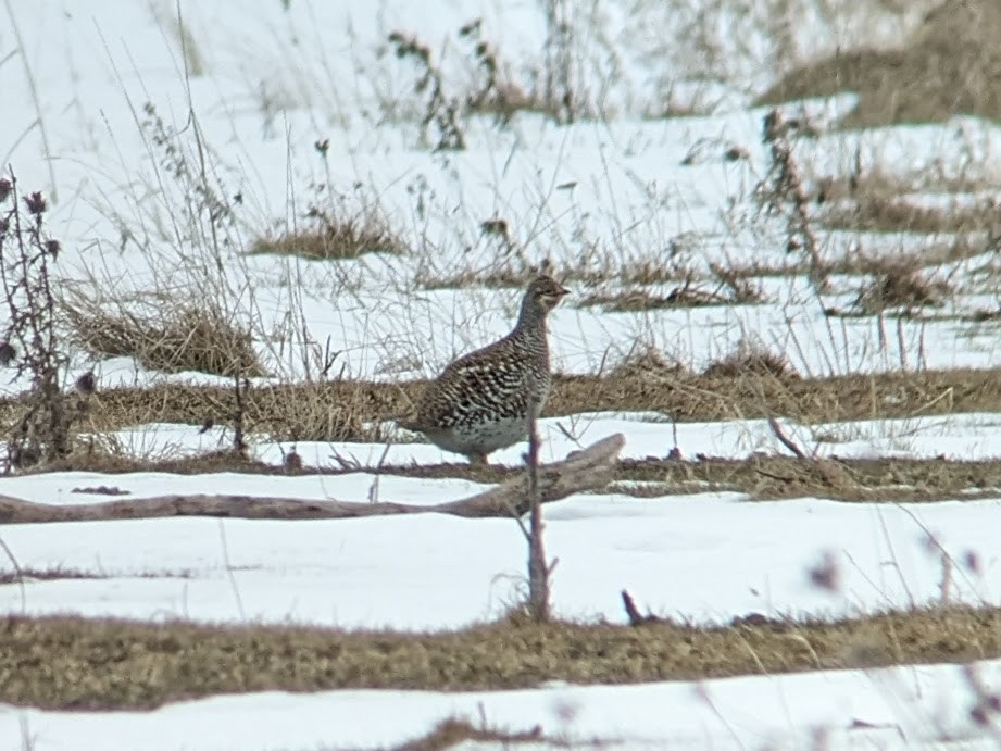 Sharp-tailed Grouse - ML615346287