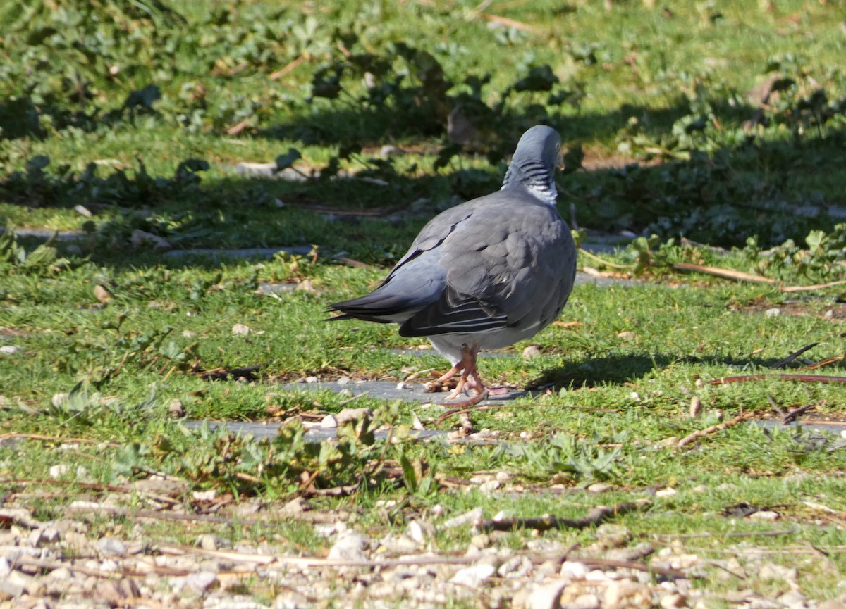 Common Wood-Pigeon - ML615346304