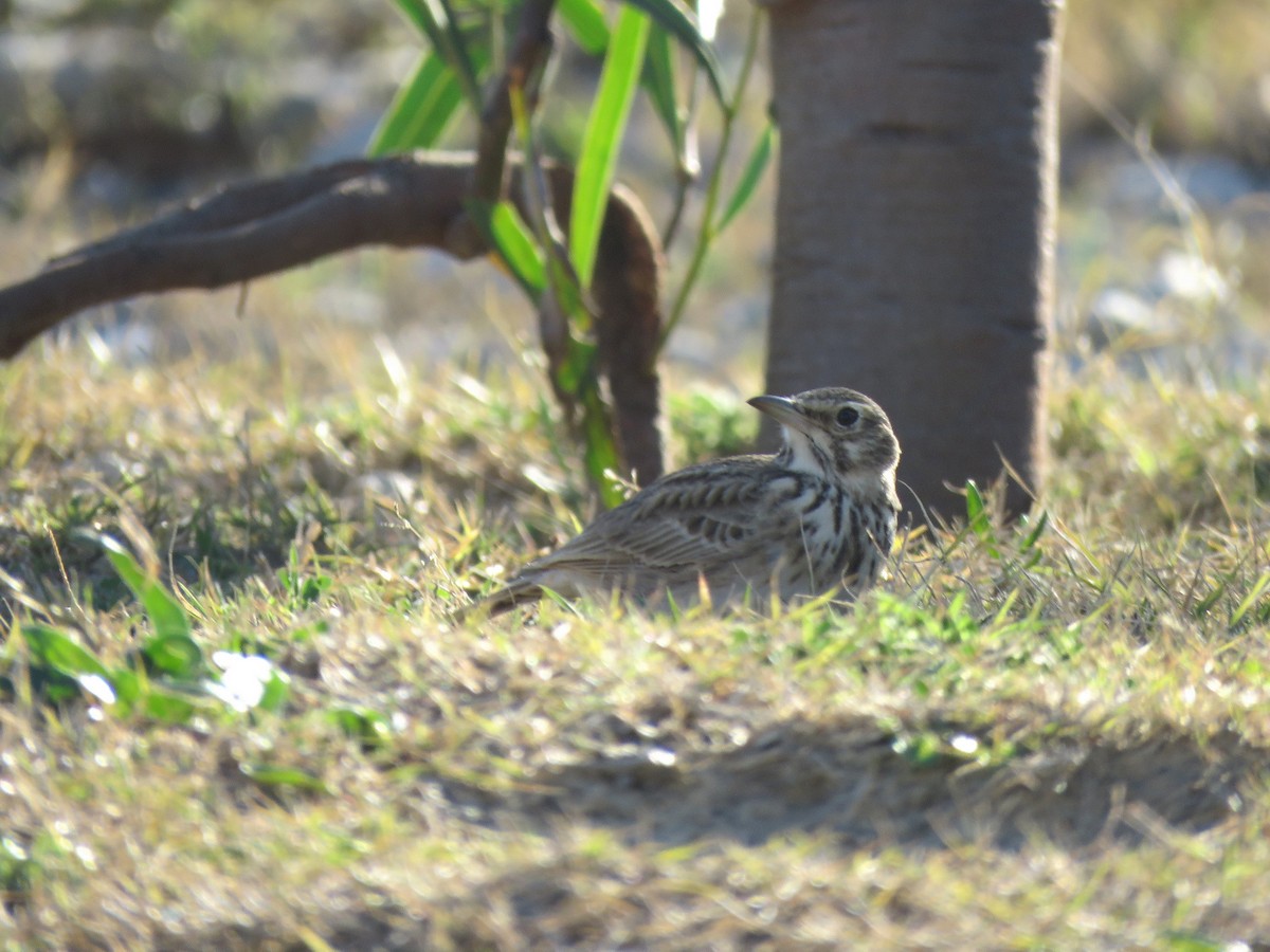 Crested Lark - ML615346423