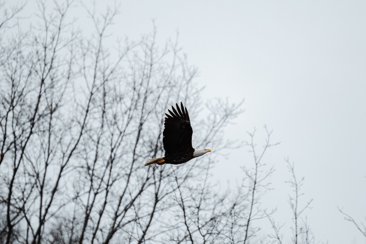 Bald Eagle - ML615346438