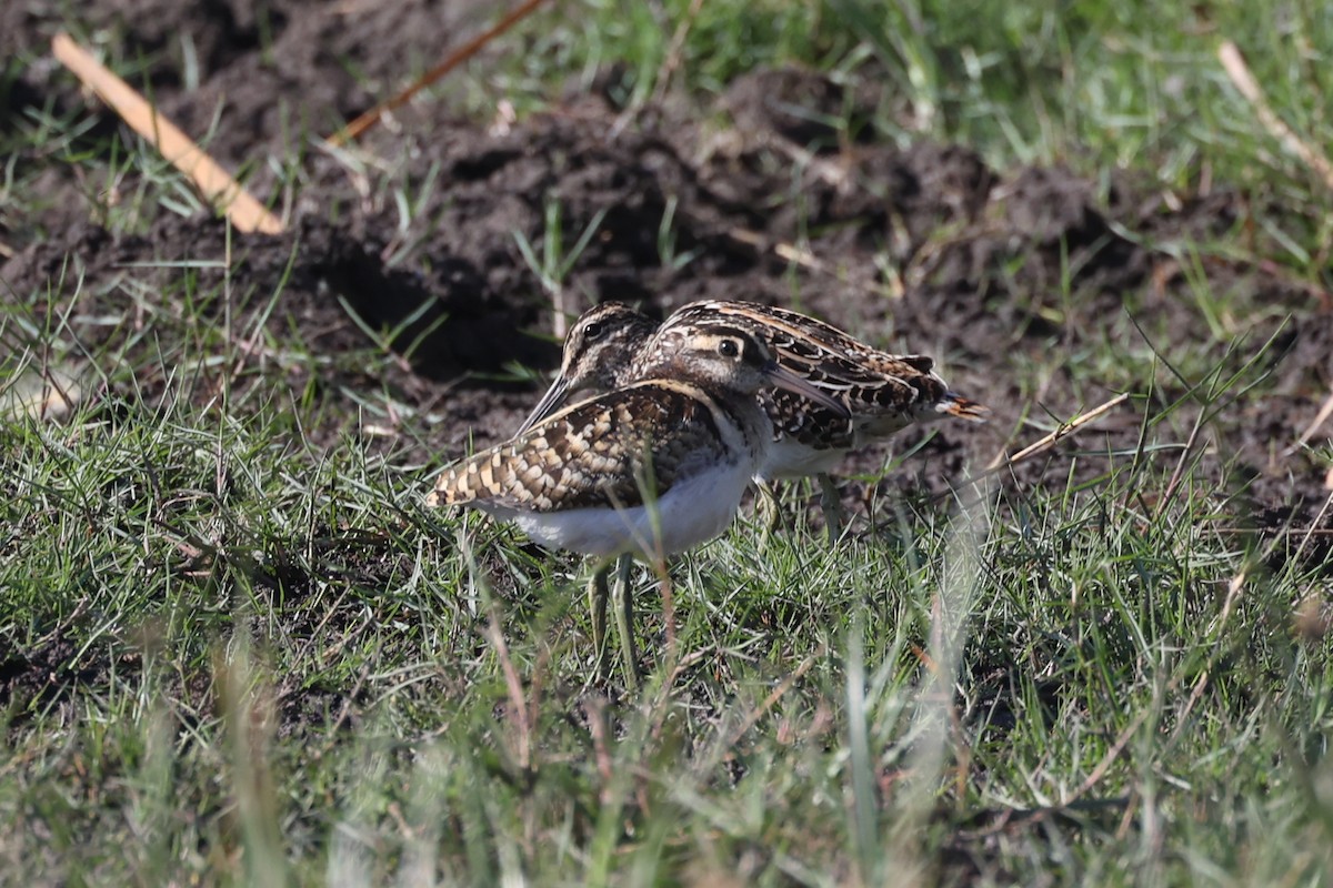 Greater Painted-Snipe - ML615346450