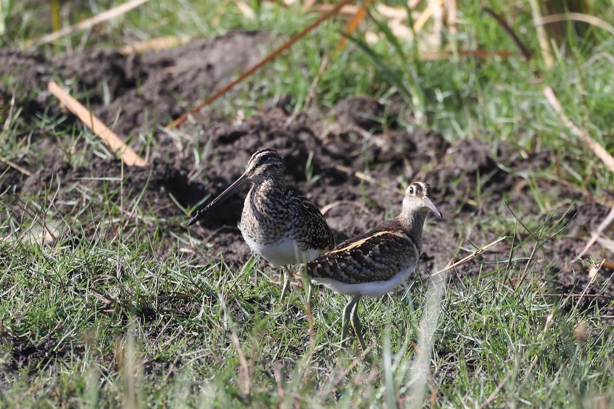 Greater Painted-Snipe - ML615346451