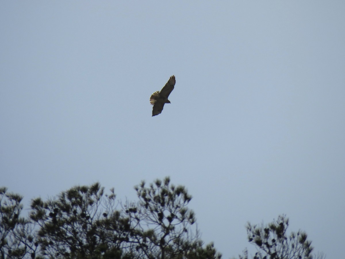 Long-legged Buzzard - ML615346457