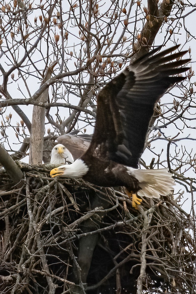 Bald Eagle - ML615346527