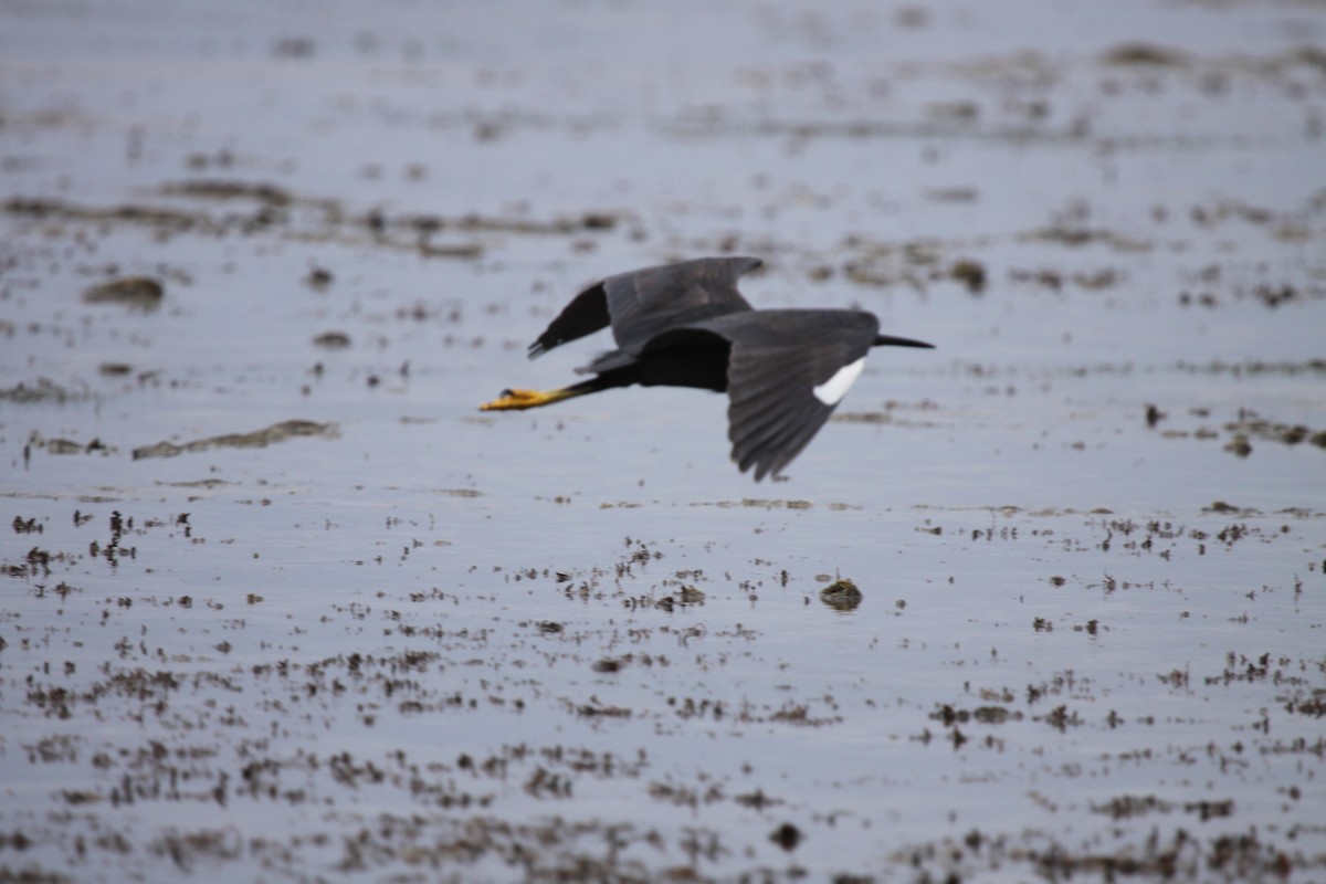 Western Reef-Heron - ML615346569