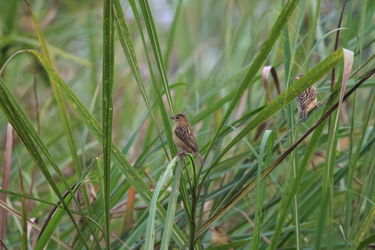 Baya Weaver - ML615346573