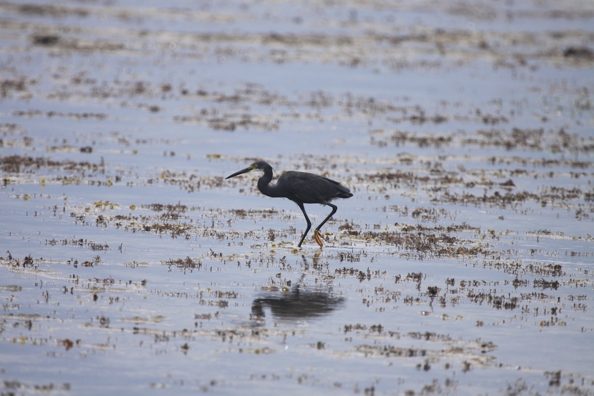 Western Reef-Heron - ML615346578