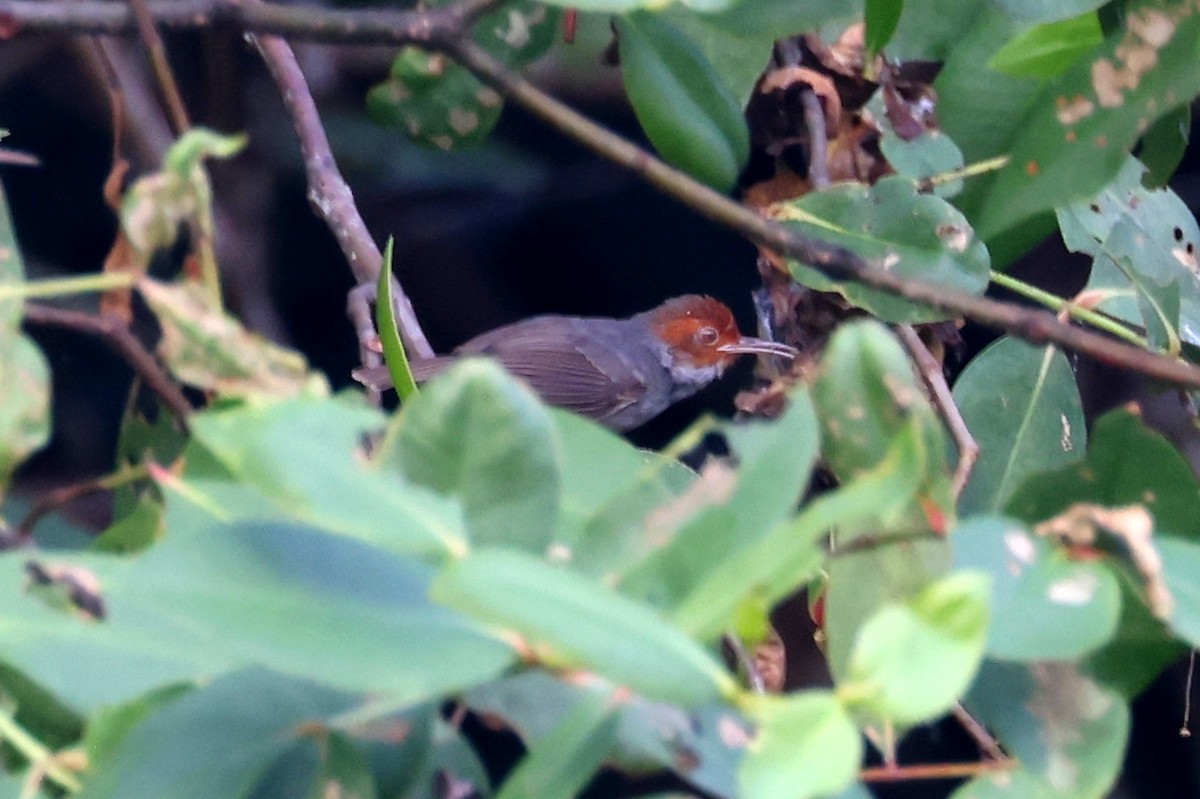 Ashy Tailorbird - ML615346587