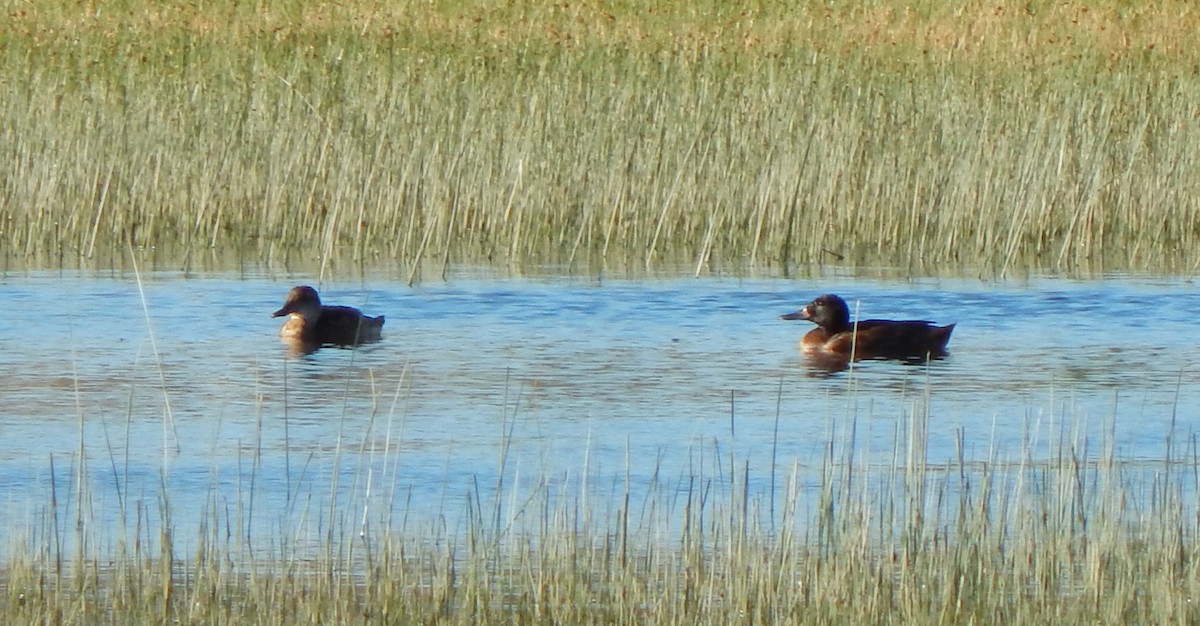 Black-headed Duck - ML615346602