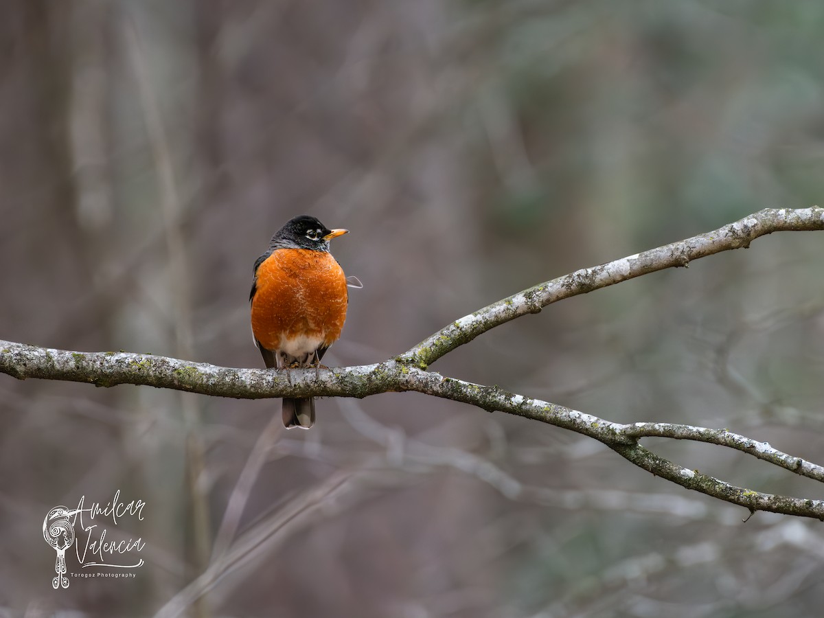 American Robin - ML615346639