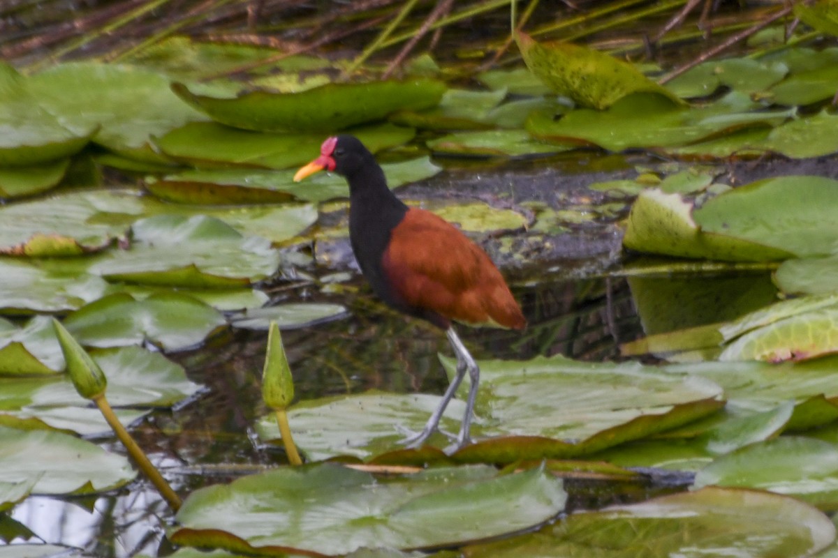 Wattled Jacana - ML615346667