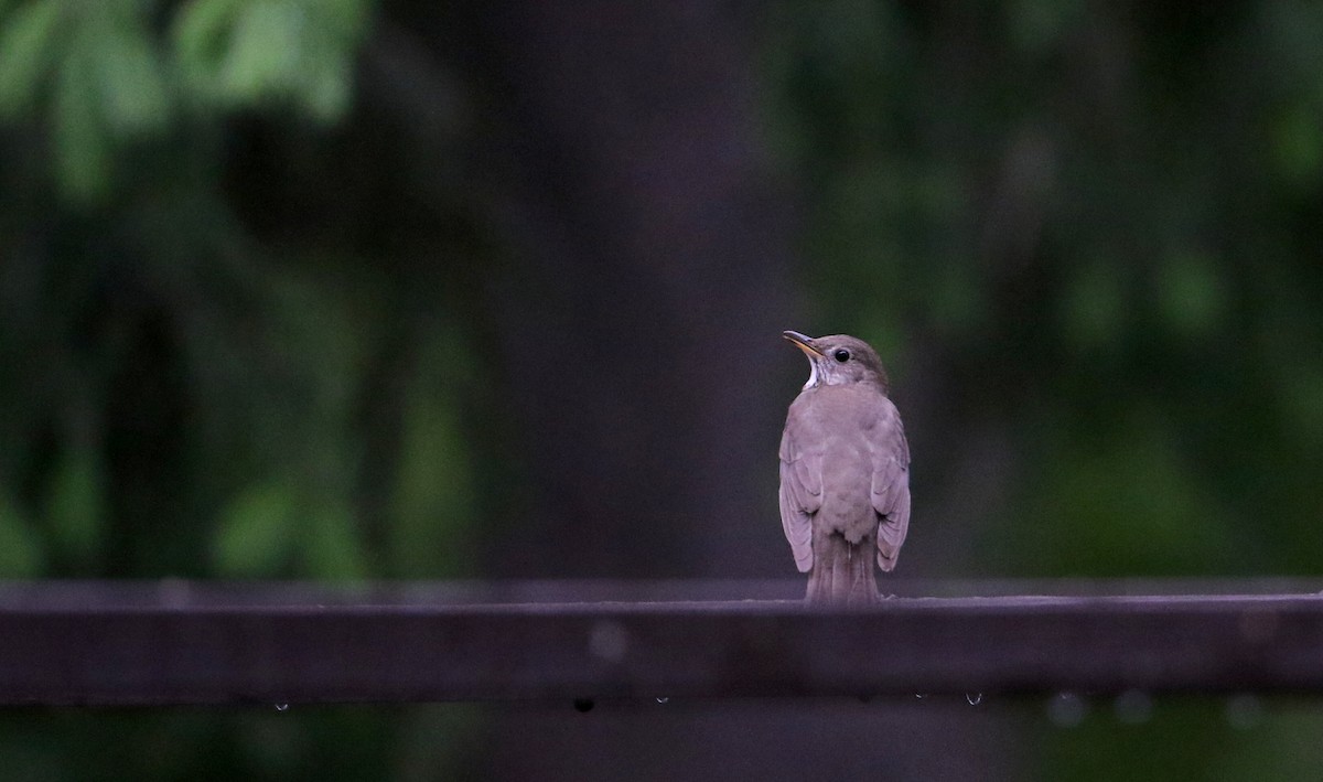 Gray-cheeked Thrush - ML61534671