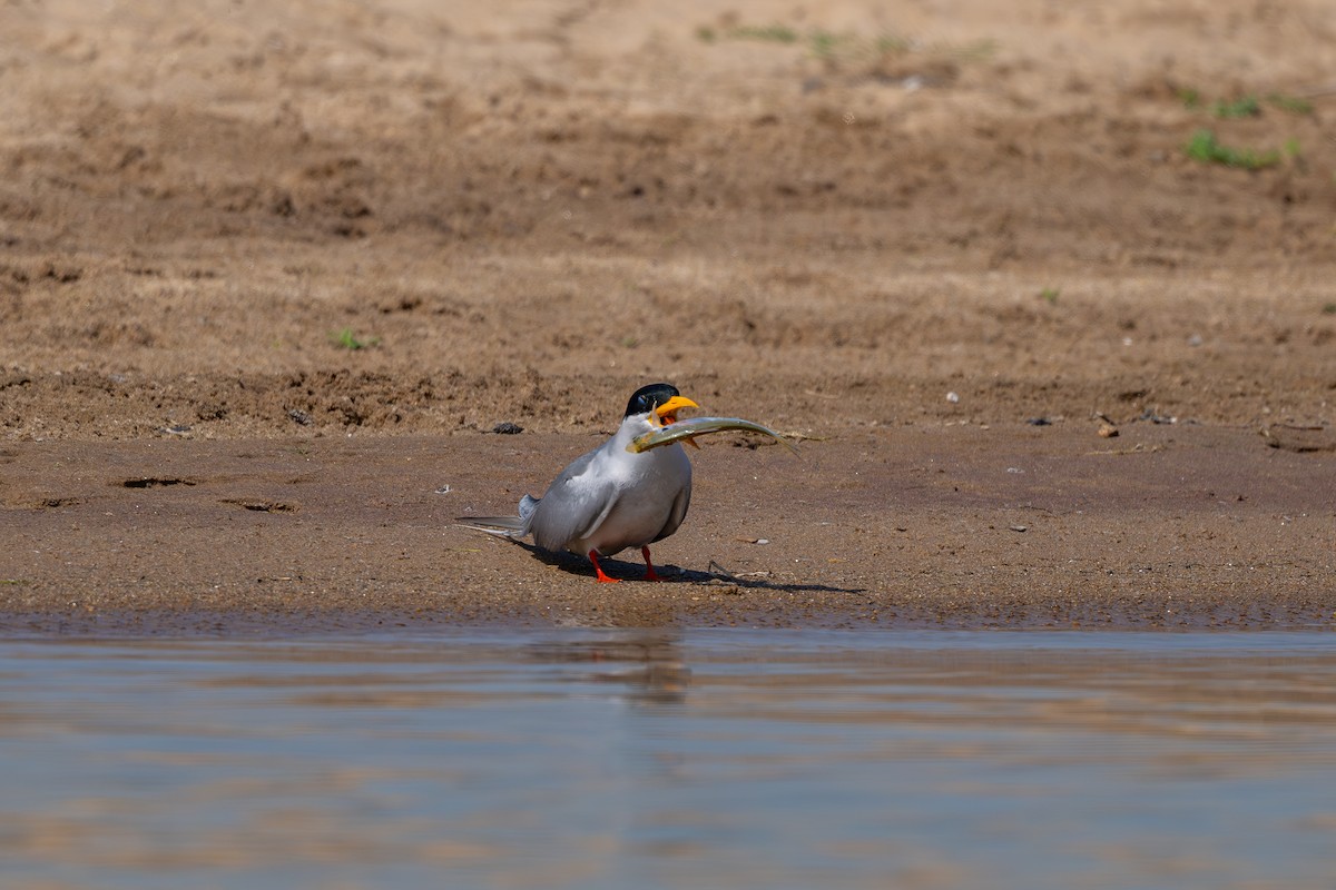 River Tern - ML615346723