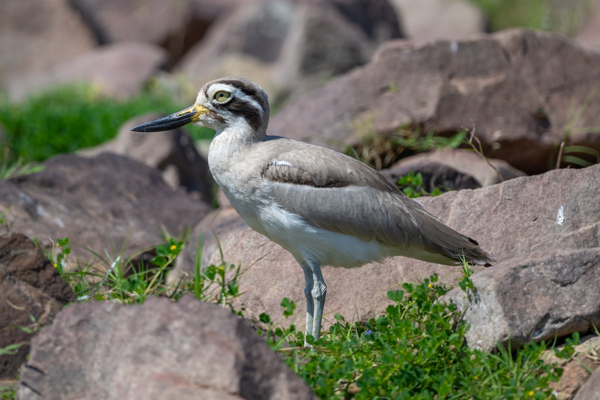 Great Thick-knee - ML615346745