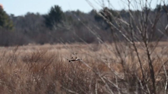 Northern Harrier - ML615346752